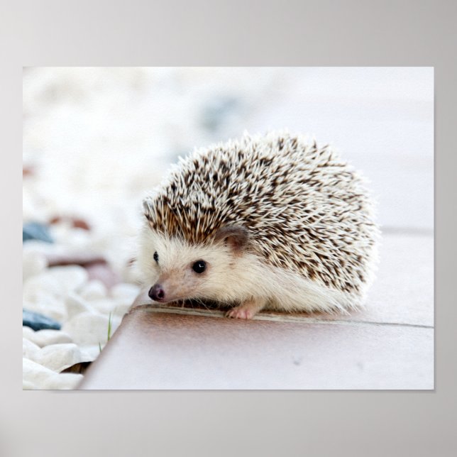 Cute Baby Hedgehog Animal Poster (Front)
