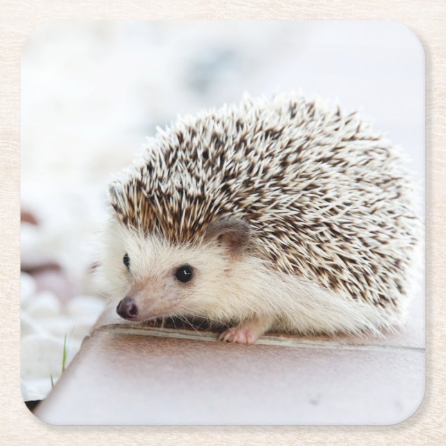 Cute Baby Hedgehog Animal Square Paper Coaster (Front)
