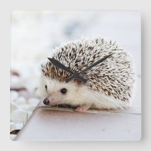 Cute Baby Hedgehog Animal Square Wall Clock