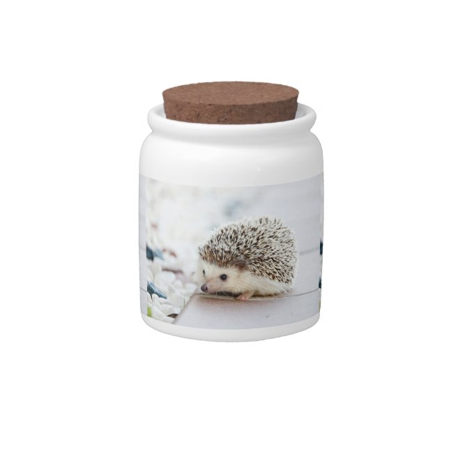 Cute Baby Hedgehog Candy Jar (Front)