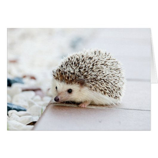 Cute Baby Hedgehog Cards (Front Horizontal)
