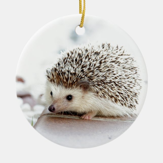 Cute Baby Hedgehog Ceramic Ornament (Front)