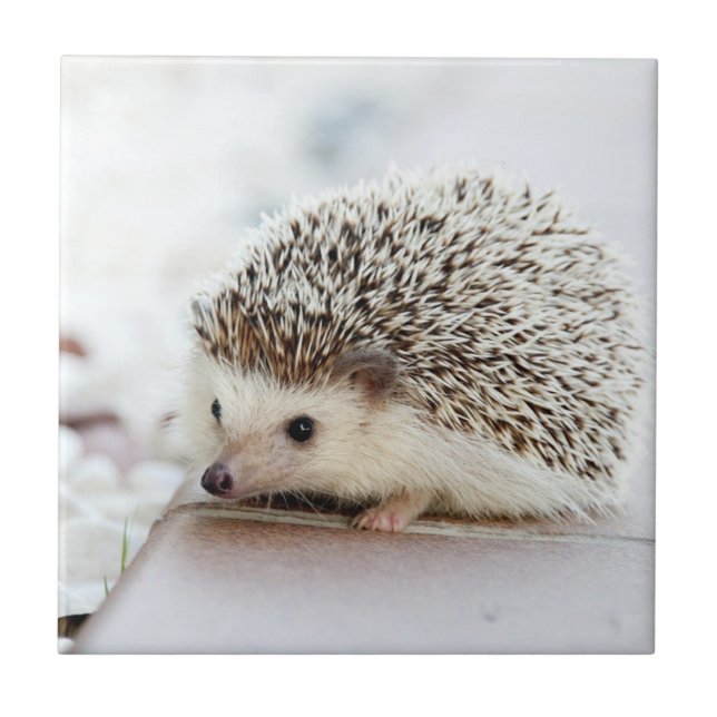 Cute Baby Hedgehog Ceramic Tile (Front)
