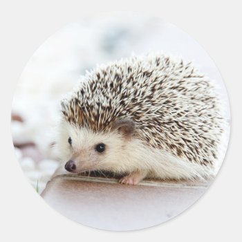Cute Baby Hedgehog Classic Round Sticker by MissMatching at Zazzle