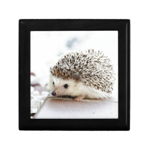 Cute Baby Hedgehog Keepsake Box