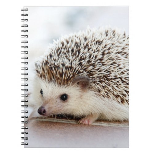 Cute Baby Hedgehog Notebook
