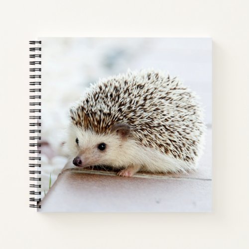 Cute Baby Hedgehog Notebook