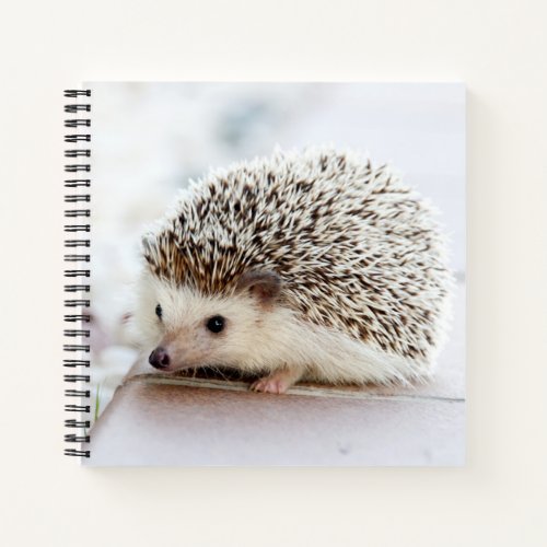 Cute Baby Hedgehog Notebook