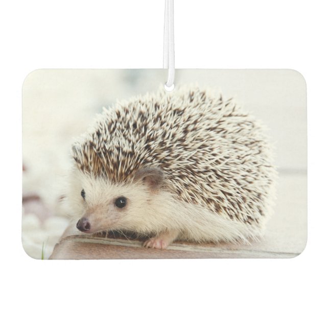 Cute Baby Hedgehog Photo Air Freshener (Front)