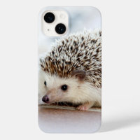 Cute Baby Hedgehog Photo