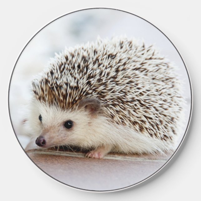 Cute Baby Hedgehog Photo Wireless Charger (Front)