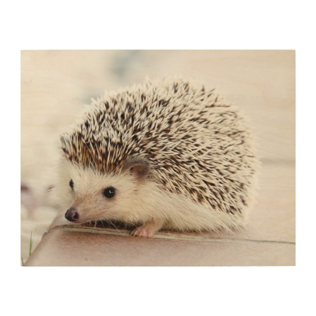 Cute Baby Hedgehog Photo Wood Wall Art (Front)