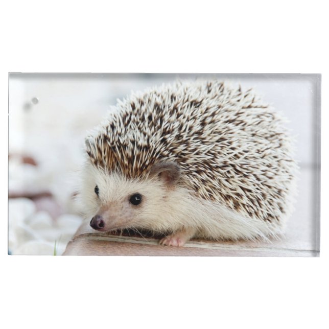 Cute Baby Hedgehog Place Card Holder (Front)