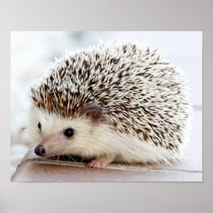 hedgehog baby items