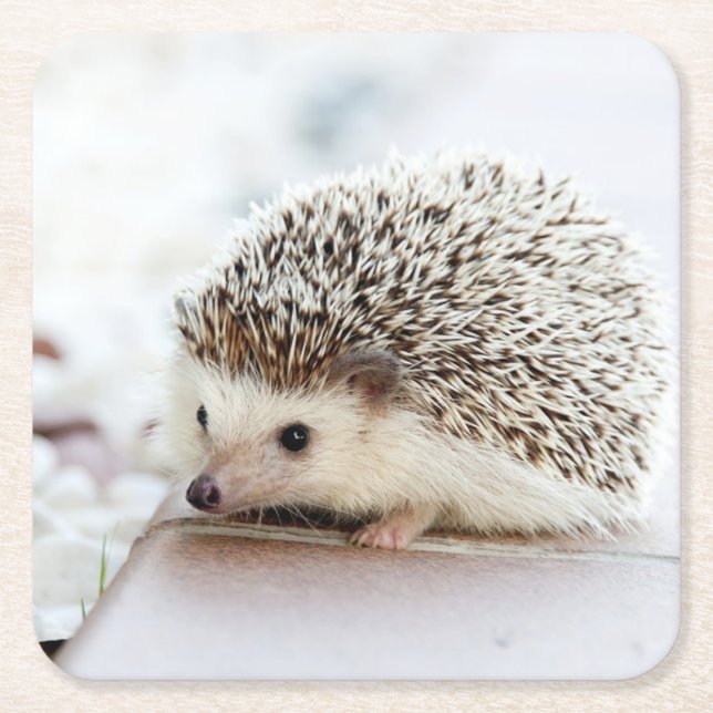 Cute Baby Hedgehog Square Paper Coaster (Front)
