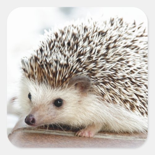 Cute Baby Hedgehog Square Sticker