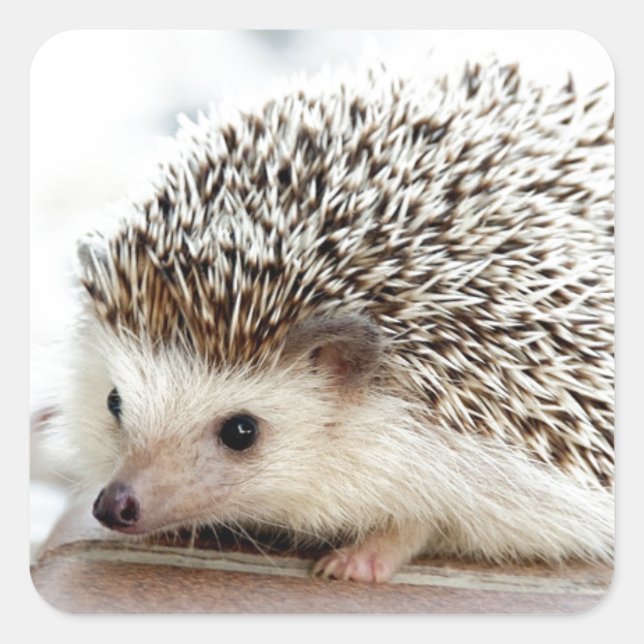 Cute Baby Hedgehog Square Sticker (Front)
