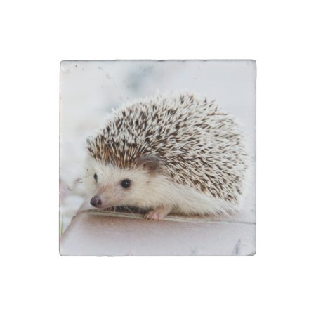 Cute Baby Hedgehog Stone Magnet