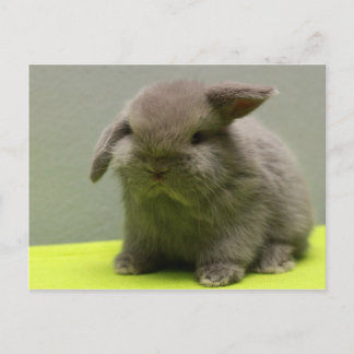 Cute Baby Holland Lop Postcard