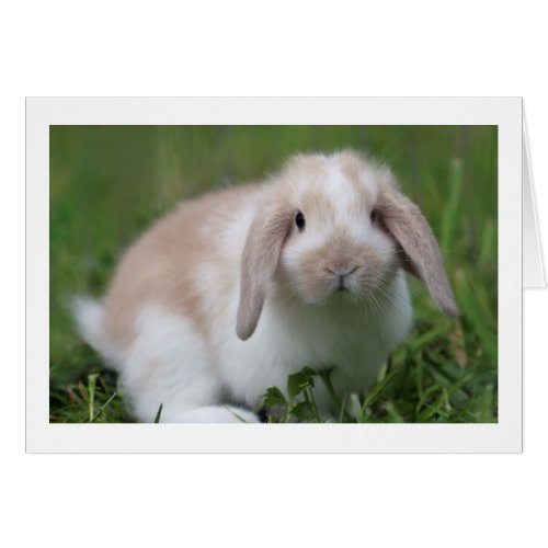 Cute Baby Holland Lop Rabbit _ Baby Animals