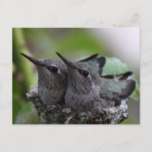 Cute Baby Hummingbirds Photo Postcard