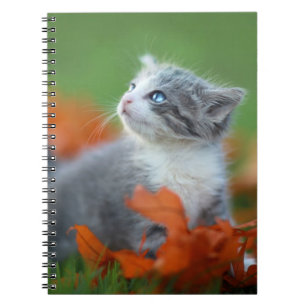 Cute Kitten Notebooks Journals Zazzle