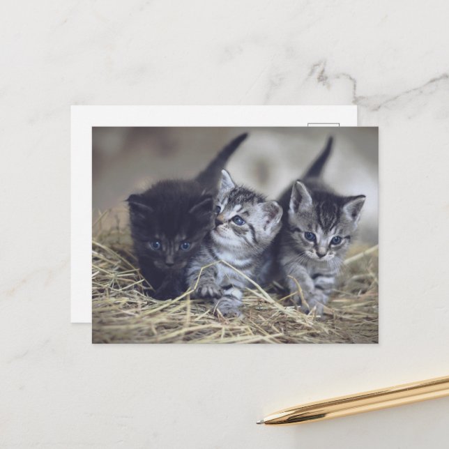 cute baby kittens postcard (Front/Back In Situ)