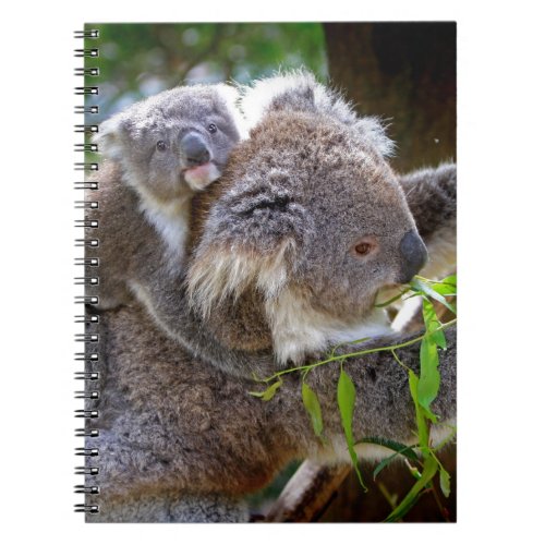 Cute baby koala bear with mom in a tree notebook