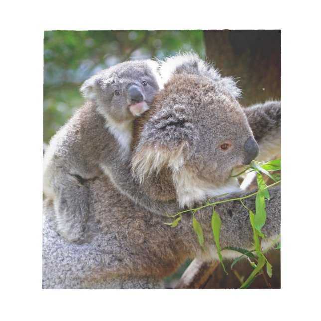 Cute baby koala bear with mom in a tree notepad (Front)