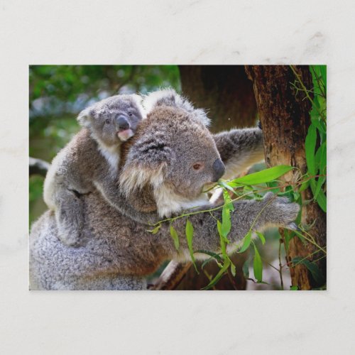 Cute baby koala bear with mom in a tree postcard