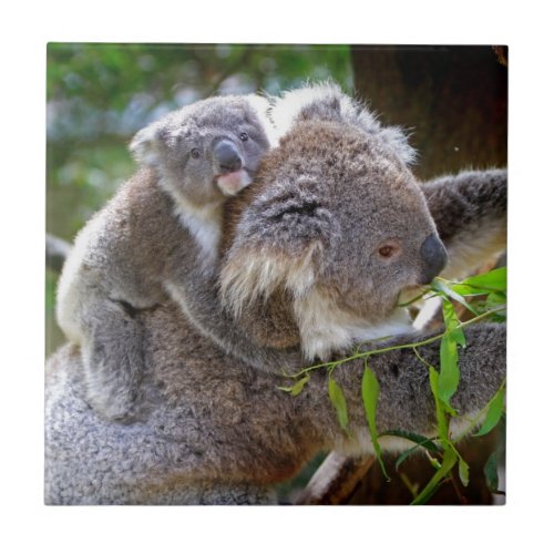 Cute baby koala bear with mom in a tree tile