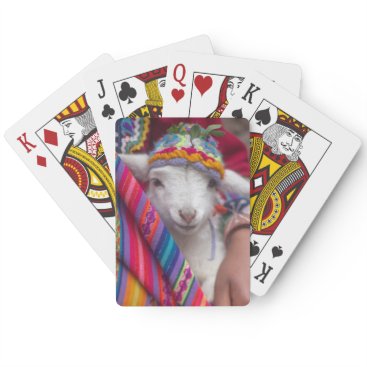 Cute Baby Lamb Sheep Animal Playing Cards Cute Baby Lamb Sheep Animal Playing Cards