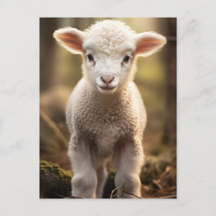 Cute Baby Lamp Ewe - Funny Farm Animals Postcard