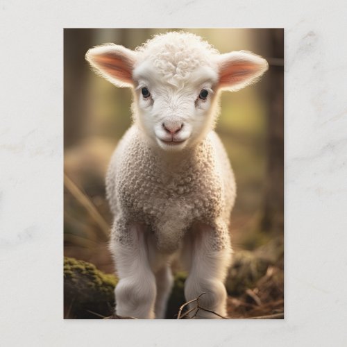 Cute Baby Lamp Ewe _ Funny Farm Animals Postcard