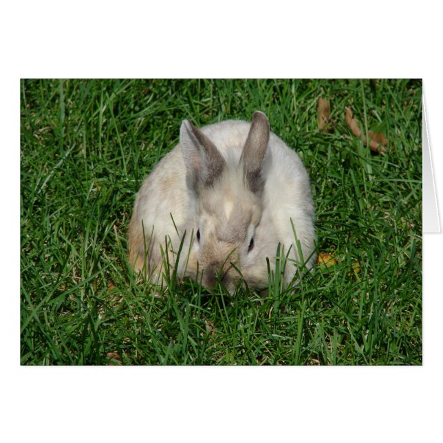 Cute Baby Lionhead Bunny All Occasions Greeting  (Front Horizontal)