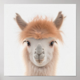 Cute Baby Llama Portrait (Alpaca) 1:1 Poster
