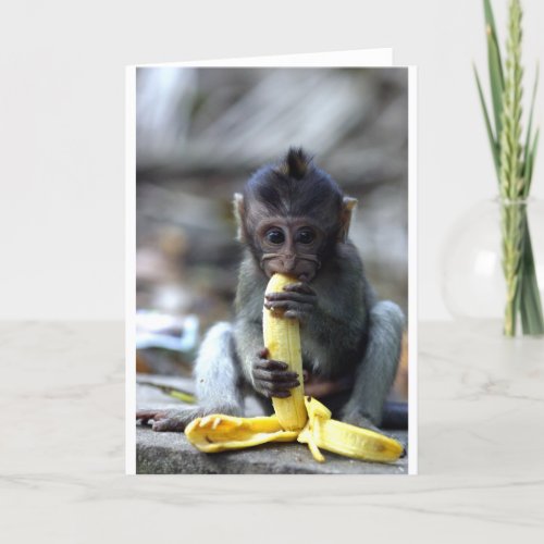 Cute baby macaque monkey eating banana card