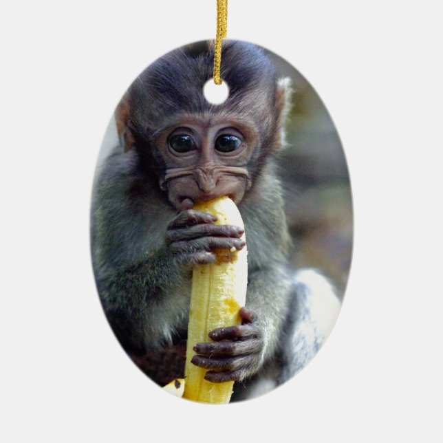 Cute baby macaque monkey eating banana ceramic ornament (Front)