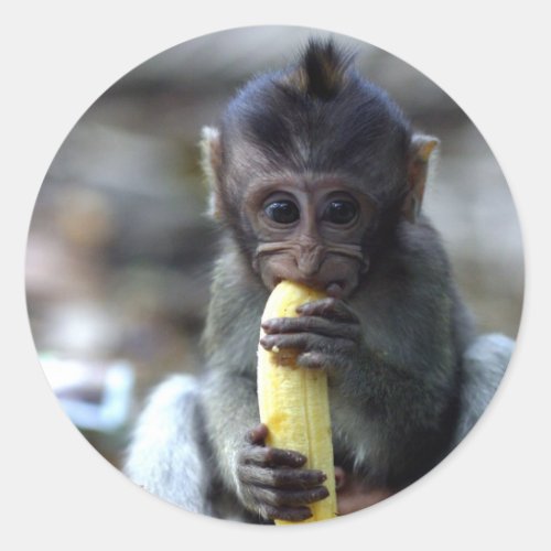 Cute baby macaque monkey eating banana classic round sticker