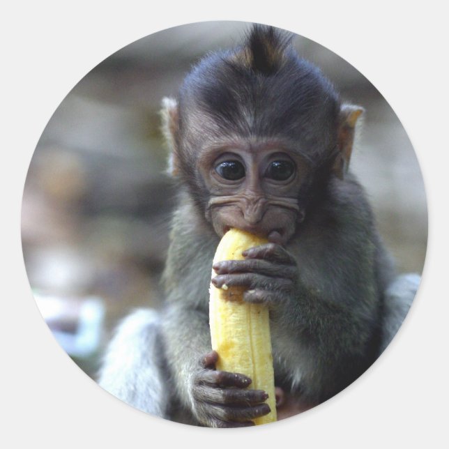 Cute baby macaque monkey eating banana classic round sticker (Front)