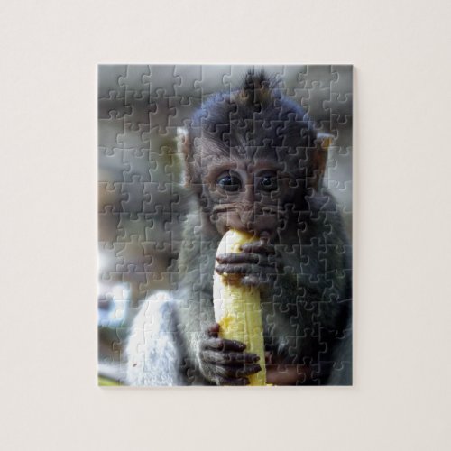 Cute baby macaque monkey eating banana jigsaw puzzle