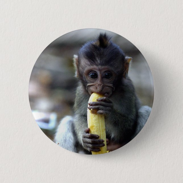 Cute baby macaque monkey eating banana pinback button (Front)