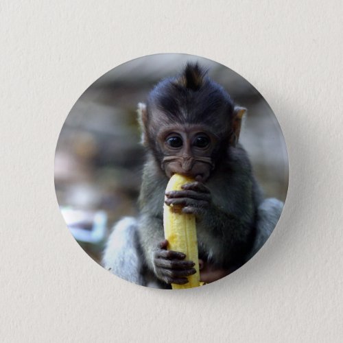 Cute baby macaque monkey eating banana pinback button