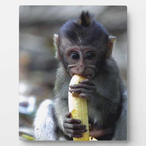 Cute baby macaque monkey eating banana plaque