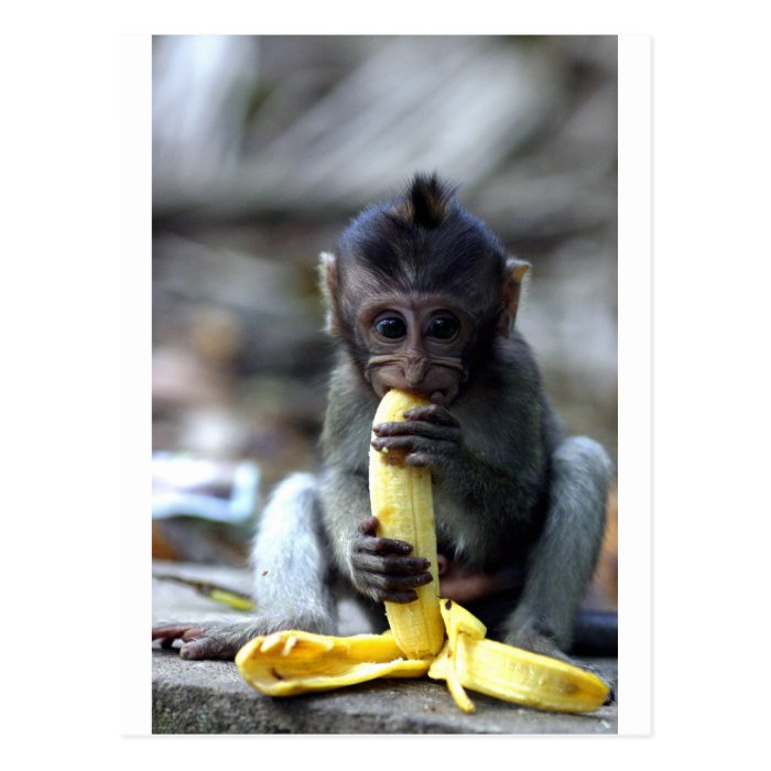 Cute baby macaque monkey eating banana post card