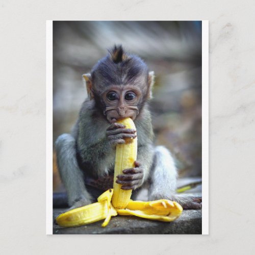 Cute baby macaque monkey eating banana postcard