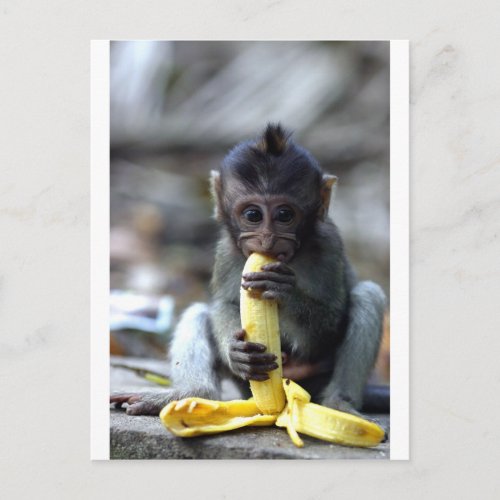 Cute baby macaque monkey eating banana postcard