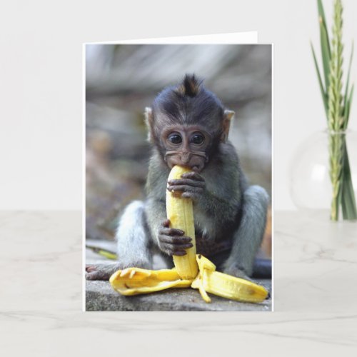 Cute baby macaque monkey enjoying banana card