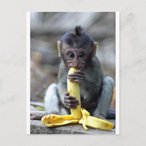 Cute baby macaque monkey enjoying banana postcard