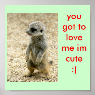 cute baby meerkat poster